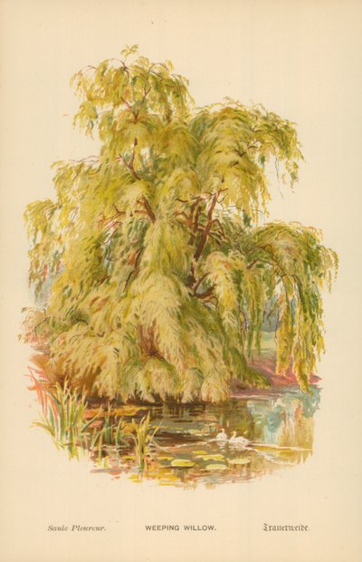Szomorúfűz alkotó: William Henry James Boot