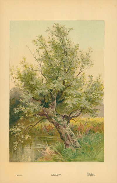 Fűzfa alkotó: William Henry James Boot