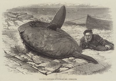 Naphalat fogtak a Katalán-öbölben, Gibraltárban alkotó: William Henry Pike