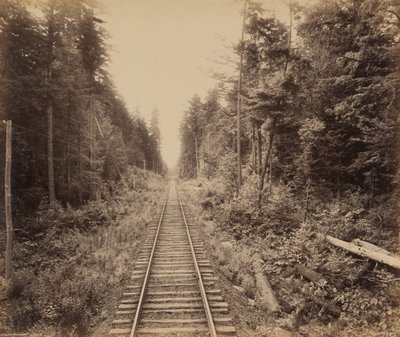 Hemlock Forest,c. 1895 (fotó) alkotó: William Herman Rau