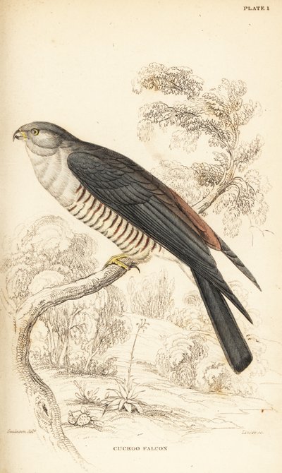 Afrikai kakukk-sólyom vagy kakukksólyom, Aviceda cuculoides alkotó: William Home Lizars