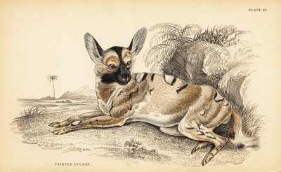 Afrikai vadkutya, Lycaon pictus, veszélyeztetett alkotó: William Home Lizars