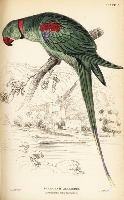 Alexandrina papagáj vagy Alexandrina papagáj, Psittacula eupatria alkotó: William Home Lizars