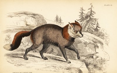 Amerikai keresztróka, a róka alkotó: William Home Lizars