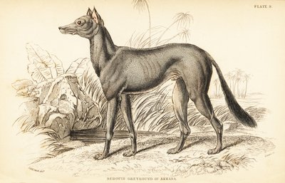 Arab agár, Canis lupus familiaris alkotó: William Home Lizars