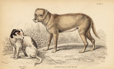 Az indiánok vagy a mexikói techichik hordozókutyája, a chihuahua őse, a Canis lupus familiaris és egy fiatal Alco kutya, a mexikói Yzi-cuinte potzotli, a Canis lupus familiaris (Canis alco) alkotó: William Home Lizars