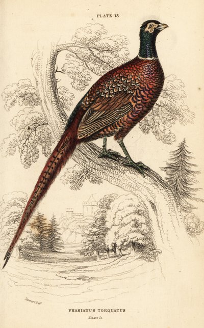 Közönséges fácán (gyűrűs nyakú), fácán colchicus torquatus alkotó: William Home Lizars