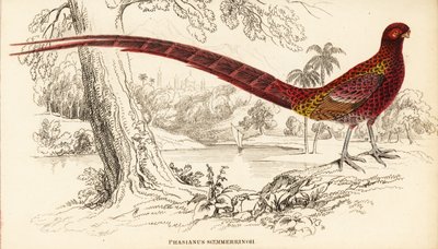 Rézfácán vagy Soemmerring-fácán, Syrmaticus soemmerringii (Phasianus soemmerringii) alkotó: William Home Lizars
