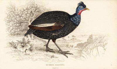 Tarajos gyöngytyúk, Guttera pucherani (Numida cristata) alkotó: William Home Lizars