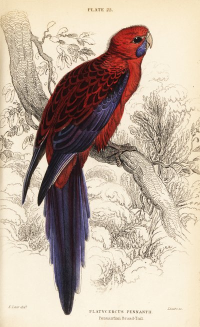 Bíbor rosella, Platycercus elegans alkotó: William Home Lizars