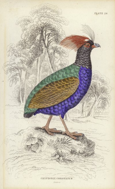 Cryptonix Coronatus alkotó: William Home Lizars