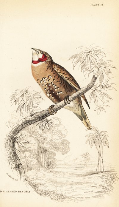 Vágott torkú pinty vagy szalagpinty, Amadina fasciata alkotó: William Home Lizars