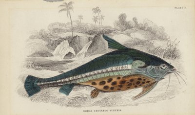 Doras Castaneo-Ventris alkotó: William Home Lizars
