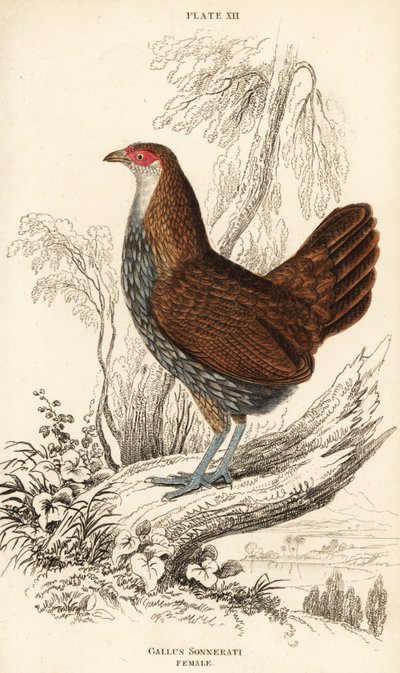 Nőstény szürke dzsungelszárnyas vagy Sonnerat dzsungelszárnyasa, Gallus sonneratii (Gallus sonnerati) alkotó: William Home Lizars
