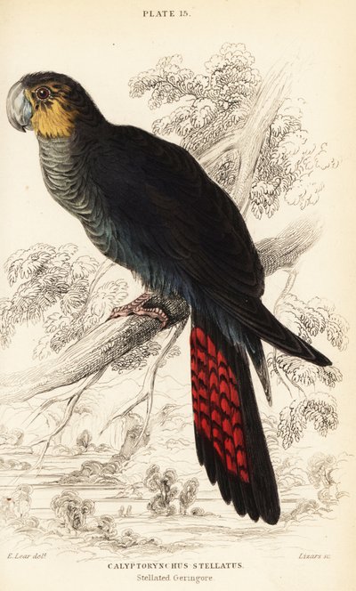 Fényes fekete kakadu, Calyptorhynchus lathami alkotó: William Home Lizars