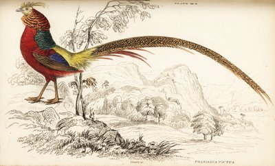 Aranyfácán vagy kínai fácán, Chrysolophus pictus (Phasianus pictus) alkotó: William Home Lizars