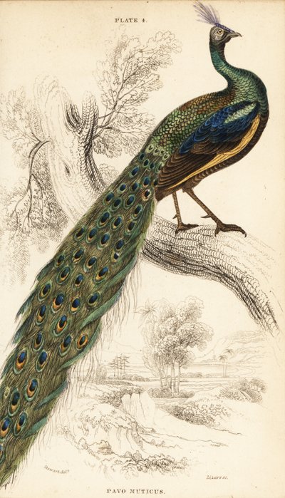 Zöld páva, Peacock muticus alkotó: William Home Lizars