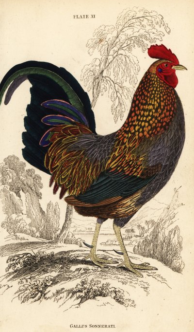 Szürke dzsungelszárnyas vagy Sonnerat dzsungelszárnyasa, Gallus sonneratii (Gallus sonnerati) alkotó: William Home Lizars