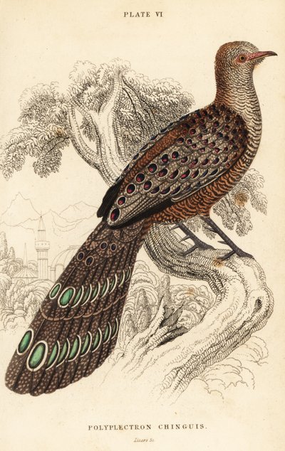 Szürke páva-fácán vagy burmai páva-fácán, Polyplectron bicalcaratum alkotó: William Home Lizars