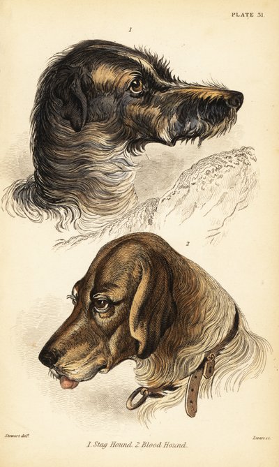 Egy szarvaskutya feje 1 és véreb 2, Canis lupus familiaris (Canis sagaces és Canis sanguinarius) alkotó: William Home Lizars