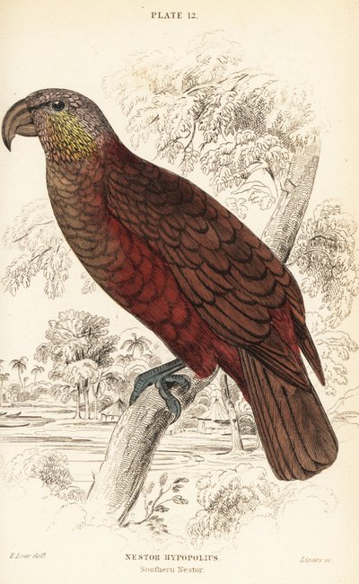 Új-zélandi kaka, Nestor meridionalis alkotó: William Home Lizars