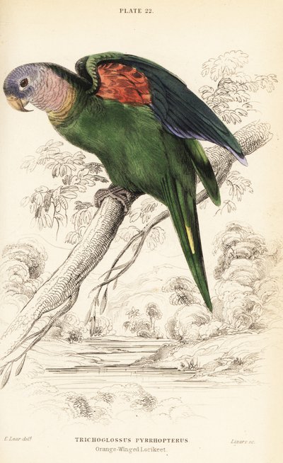 Narancsszárnyú amazon, Amazona amazonica alkotó: William Home Lizars