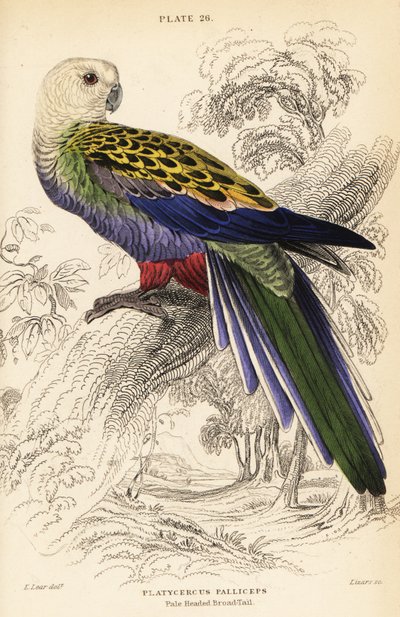 Sápadt fejű rosella (palliceps) alkotó: William Home Lizars