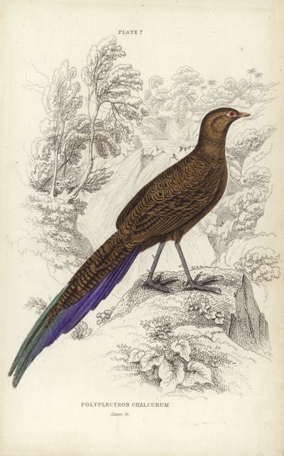 Polyplectron Chalcurum alkotó: William Home Lizars