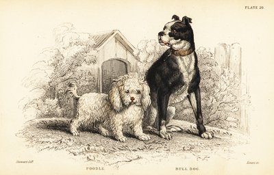 Uszkár, vízi kutya és bulldog, angol kutya alkotó: William Home Lizars