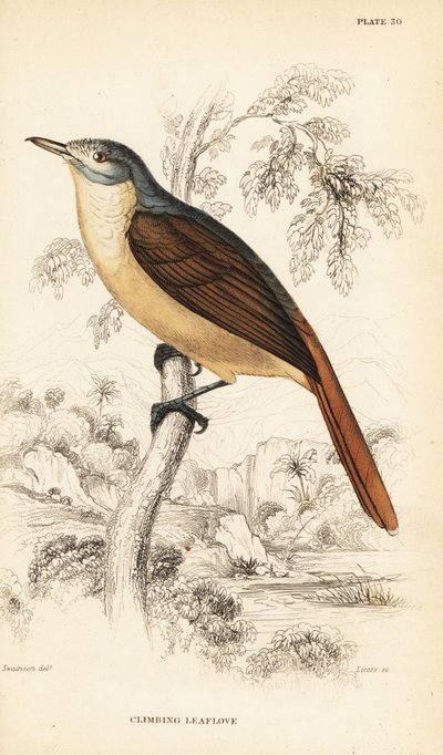 Vörösfarkú levélfű vagy mászó levélfű, Phyllastrephus scandens alkotó: William Home Lizars