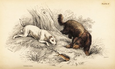 Sima szőrű terrier és skót vagy drótszőrű terrier, Canis lupus familiaris (Canis terrarius) alkotó: William Home Lizars