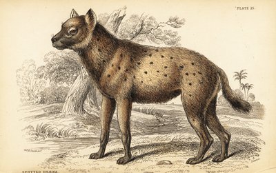 Foltos hiéna vagy nevető hiéna, Crocuta crocuta (Hyaena crocuta) alkotó: William Home Lizars