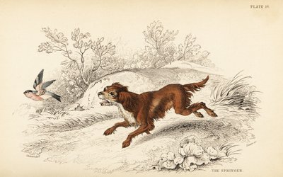 Springer vagy angol springer spániel, Canis lupus familiaris alkotó: William Home Lizars
