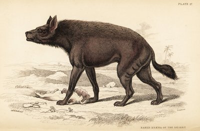 Csíkos hiéna, Hyaena hyaena (sivatagi meztelen hiéna, Hyaena vulgaris) alkotó: William Home Lizars