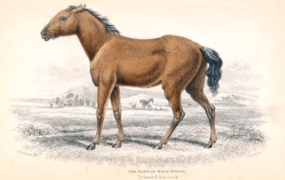 Tarpán, 1830 alkotó: William Home Lizars