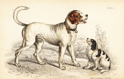 Az alpesi vagy bernáthegyi kutya, Canis lupus familiaris és Károly király spániel, Canis lupus familiaris (Canis extrarius) alkotó: William Home Lizars