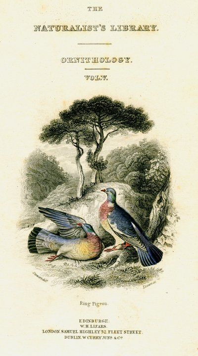 The Naturalists Library, Ornithology V. kötet, Ring Pigeon, c1833-1865. alkotó: William Home Lizars