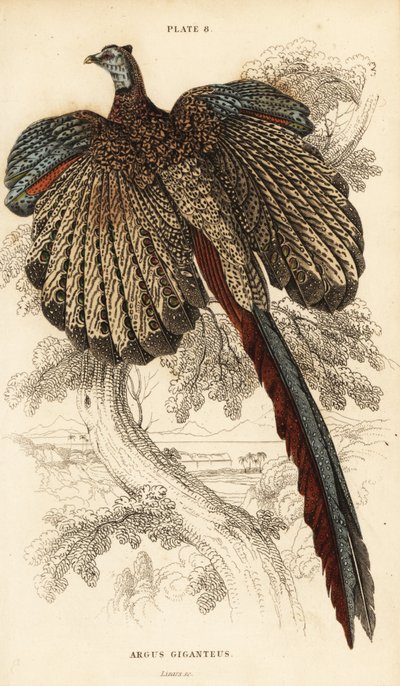 A nagy argus, Argusianus argus (Argus fácán vagy gigantikus argus, Argus giganteus) alkotó: William Home Lizars