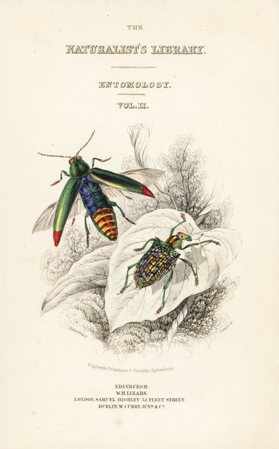 Címlapon ékszerbogár, Chrysochroa fulminans és foltszárnyú gyémántbogár, Curculio splendens matricája alkotó: William Home Lizars