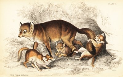 Vörös róka változata, Vulpes vulpes, kölykökkel (Bajorországi szénróka, Vulpes alopex) alkotó: William Home Lizars