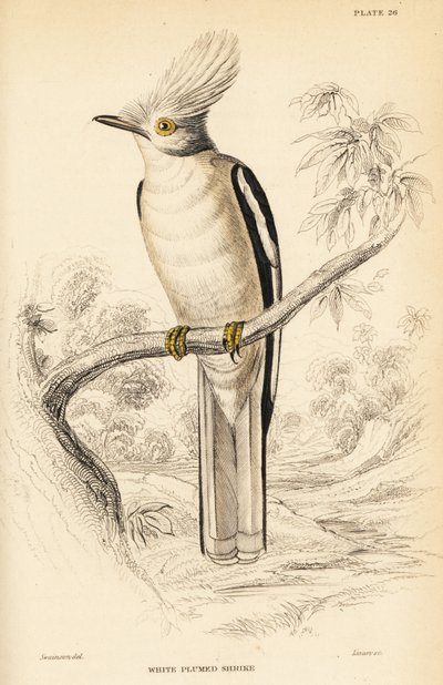 Fehér tarajos sisak, Prionops plumatus alkotó: William Home Lizars