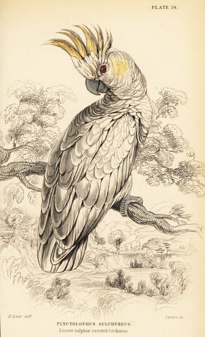 Sárga tarajos kakadu, Cacatua sulphurea alkotó: William Home Lizars
