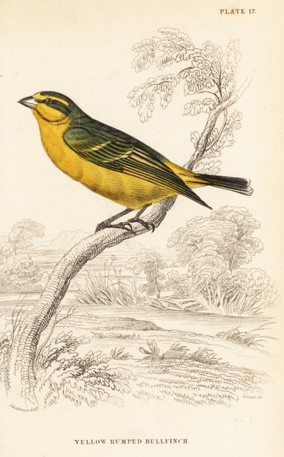 Sárgahomlokú kanári (Szenegál), Crithagra mozambica caniceps (Sárga-bordás süvöltő, Crithagra chrysopyga) alkotó: William Home Lizars