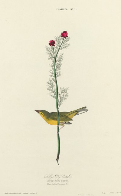 Selby légykapója alkotó: William Home Lizars after John James Audubon