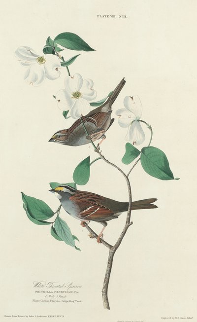 Fehértorkú veréb alkotó: William Home Lizars after John James Audubon