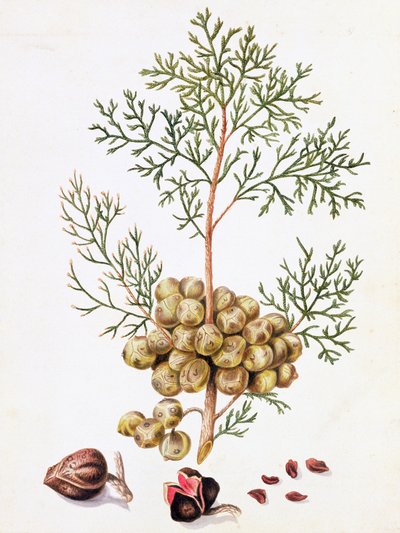Cipruslevél és dió alkotó: William Hooker