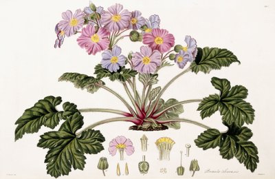 Primula Sinensis, 1821-1826 alkotó: William Hooker