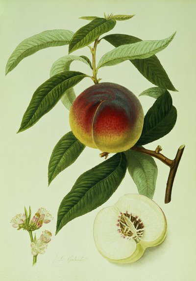 A Galande barack (színes litográfia) alkotó: William Hooker