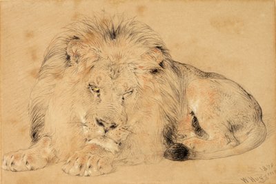 Tanulmány egy oroszlánról, 1879 (kréta papíron) alkotó: William Huggins