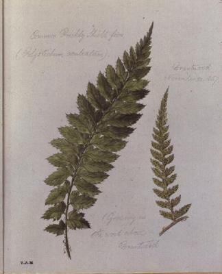 Common Prickly Shield páfrány, festve Brantwoodban, 1857. november 30. (akvarell, papír) alkotó: William James Linton